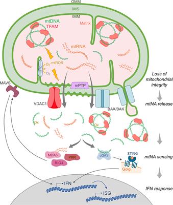 Mitochondrial Nucleic Acid as a Driver of Pathogenic Type I Interferon Induction in Mendelian Disease